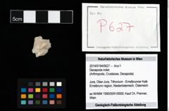 Foto (Objekt + Etikett) von Decapoda indet.  (NHMW-GEO-2014-0194-0627)
